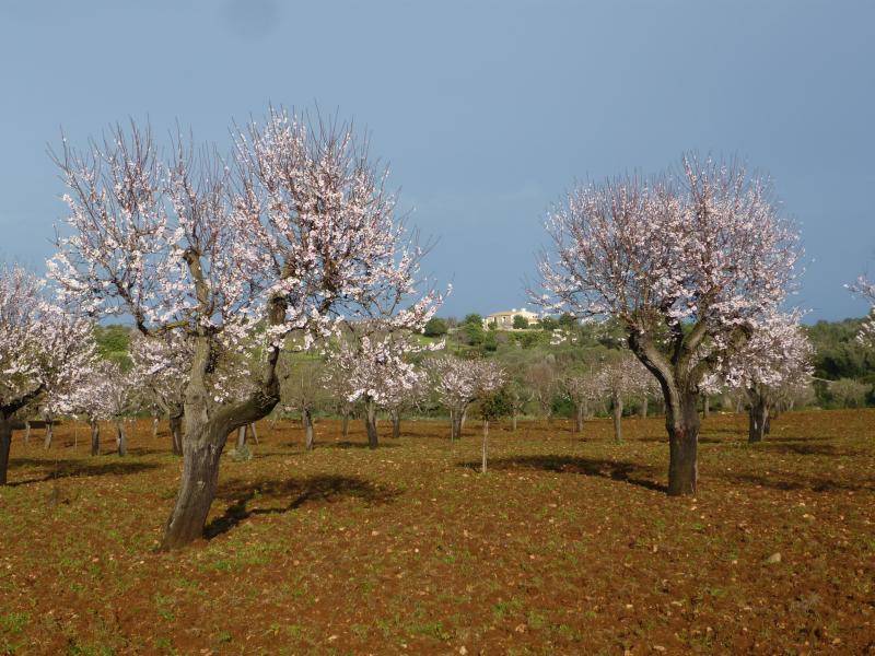 Mandelblüte bei Portcristo