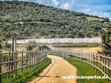 Via Verde Mallorca mit Mandelblüte